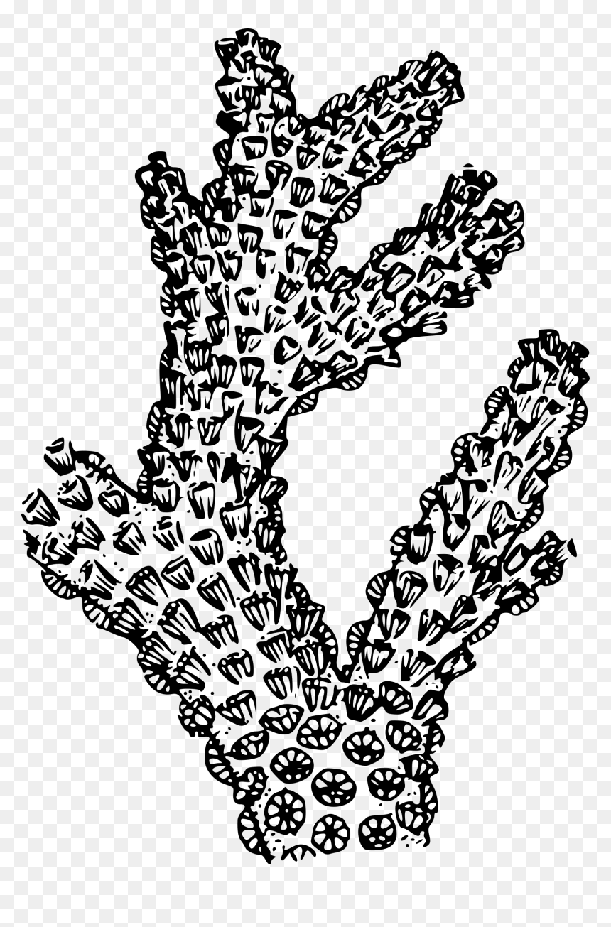 Coral Clip Arts - Coral Clip Art, HD Png Download - coral png