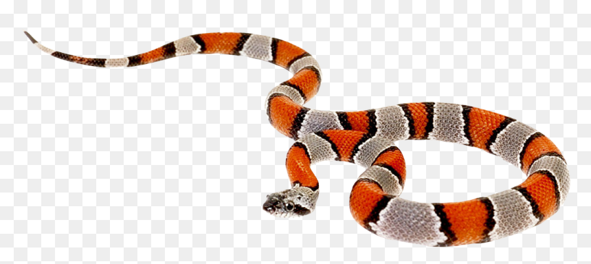 Coral Snake No Background, HD Png Download - coral png