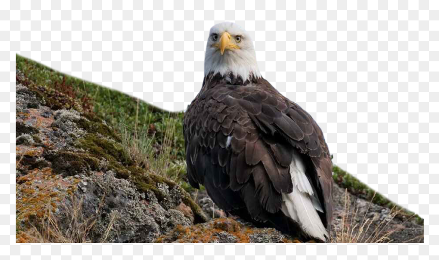 Bald Eagle Png Free Image Download - Eagle, Transparent Png - bald eagle png