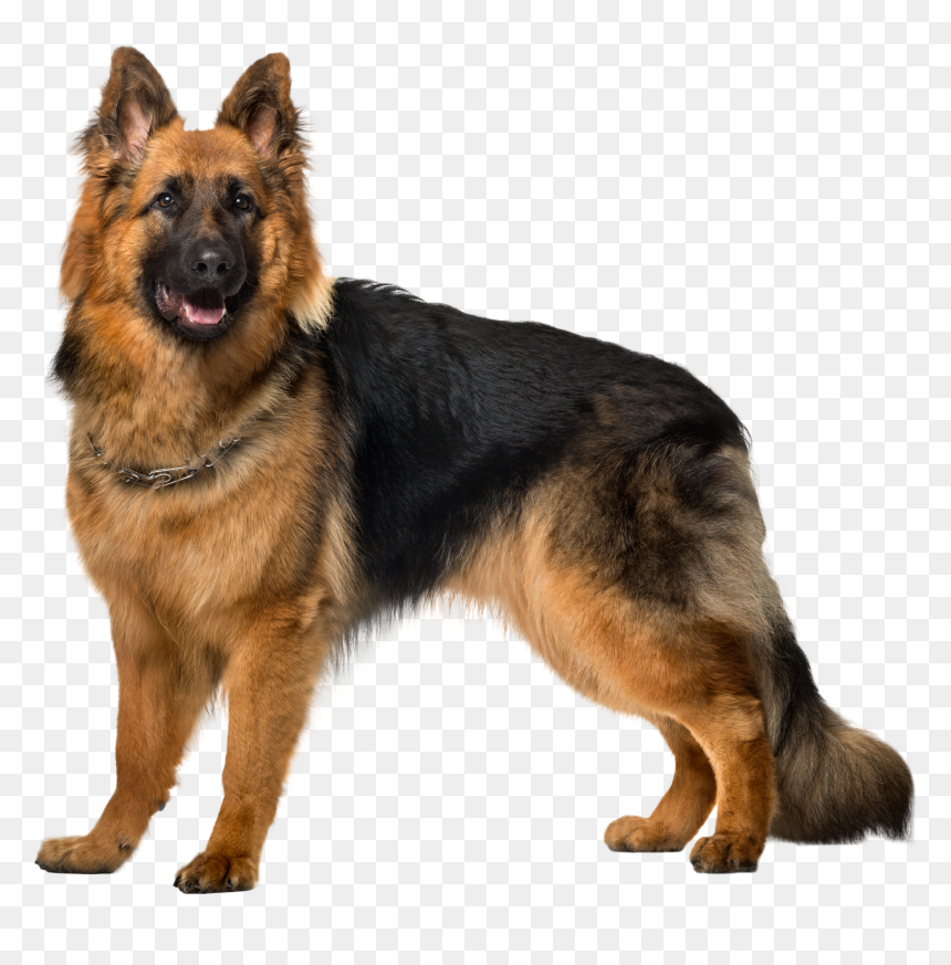 Dog German Shepherd Png Clip Art, Transparent Png - animals png