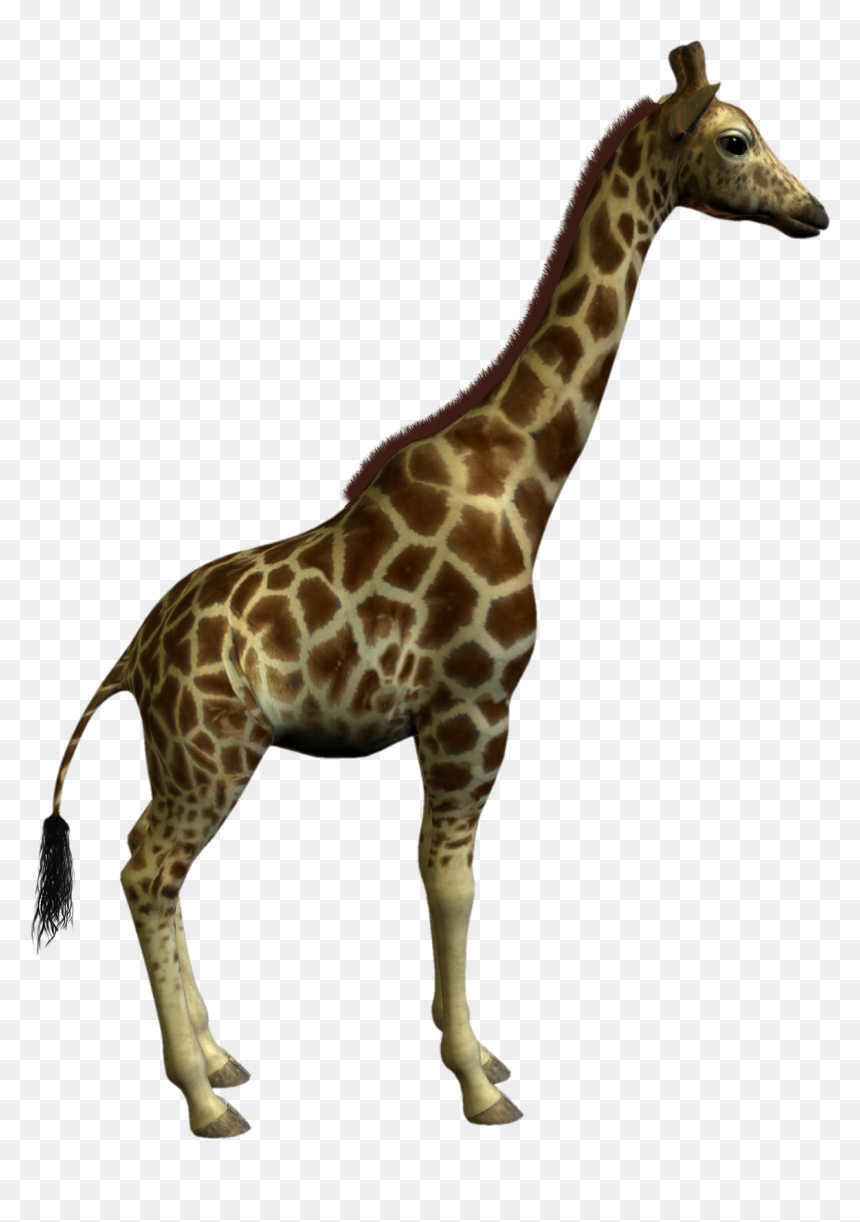 Giraffe Clipart Real - Yumka´, HD Png Download - animals png