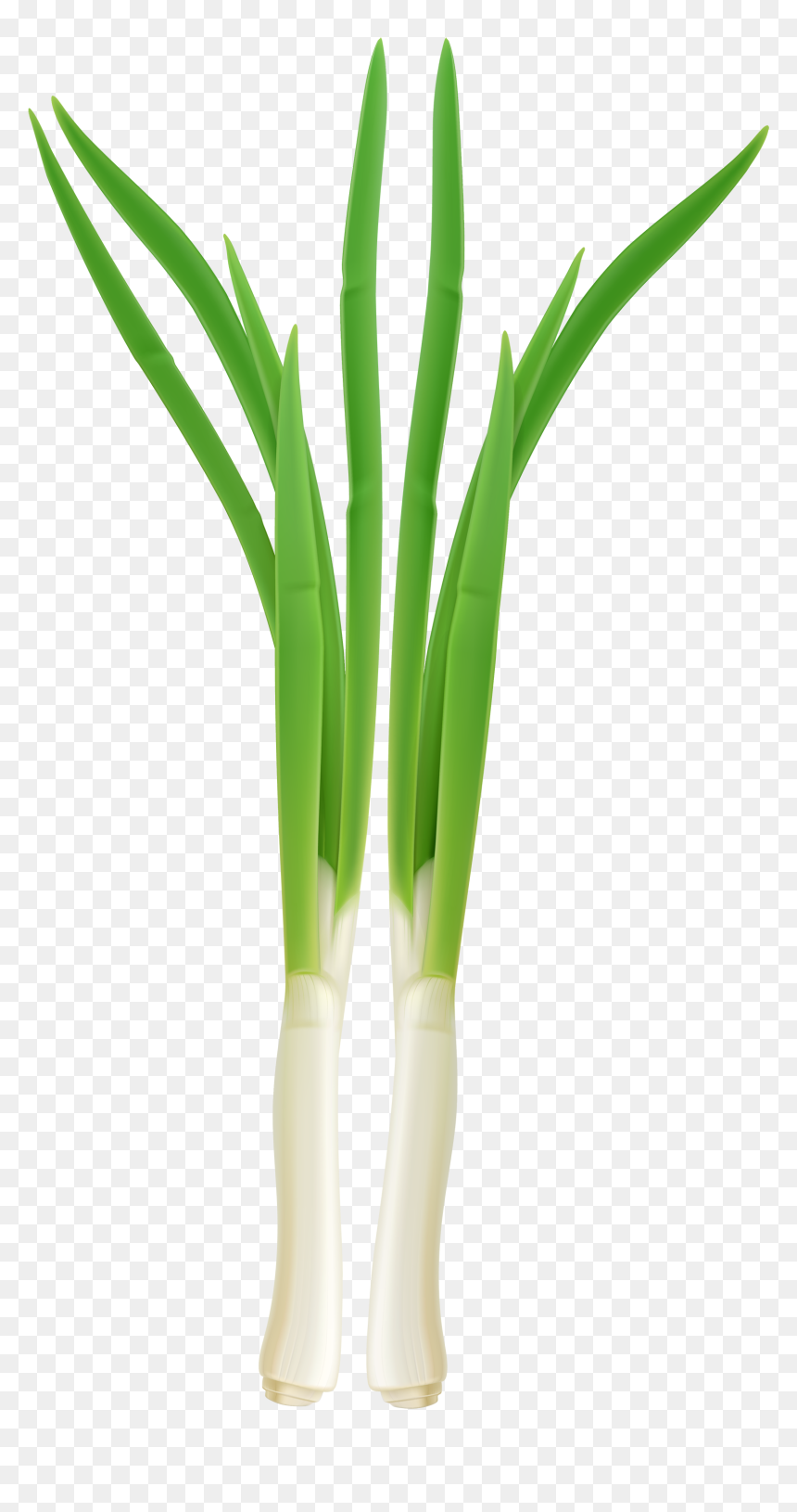 Fresh Onion Png Clipart - Green Onion Clipart, Transparent Png - onion png