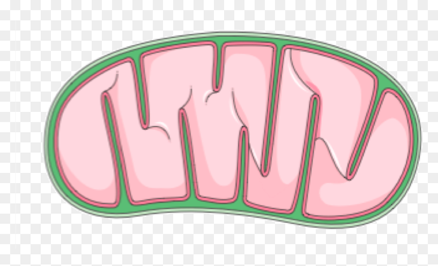 Transparent Holi Pichkari Clipart Png - Mitochondria Png, Png Download - pichkari png