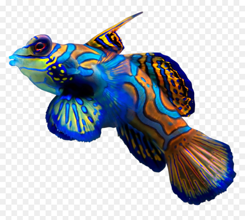 Thumb Image - Beautiful Fish In The Sea, HD Png Download - coral png