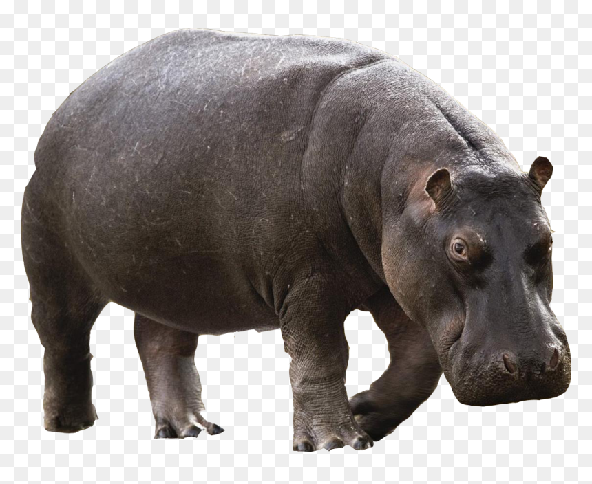 Animals Png Free Images - Hippo Png, Transparent Png - animals png