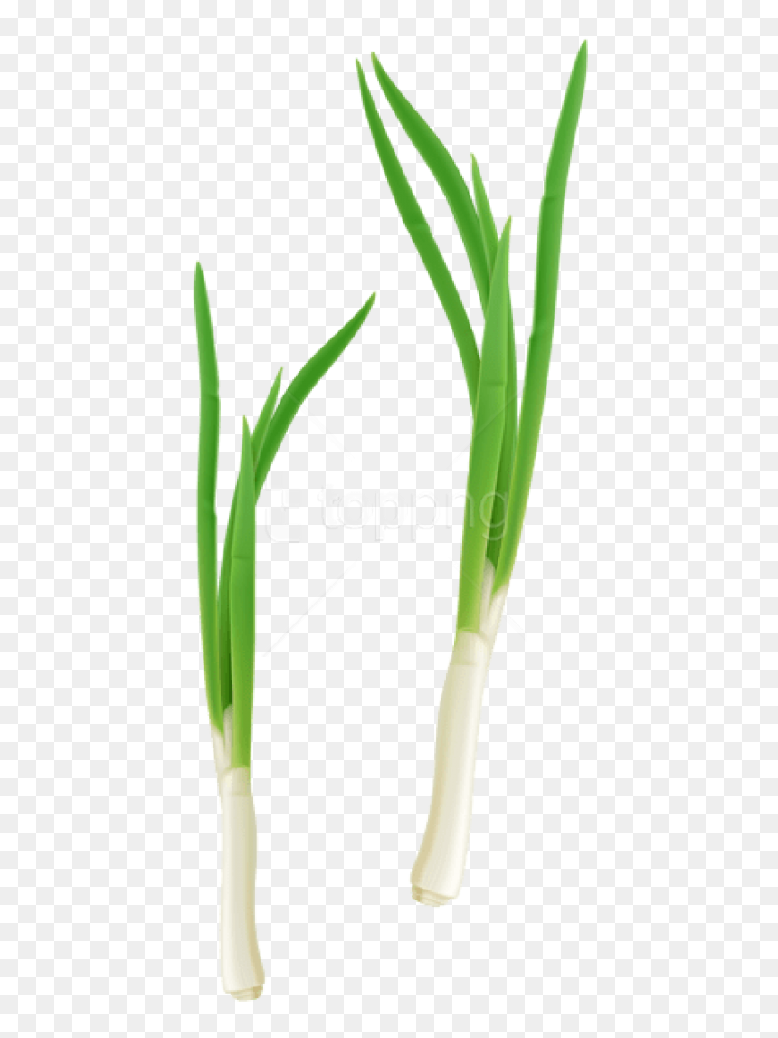 Free Png Green Fresh Onion Png Images Transparent - Cebolla Planta Png, Png Download - onion png