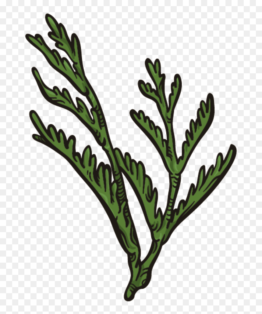 Dark Green Coral Grass Png Transparent, Png Download - coral png