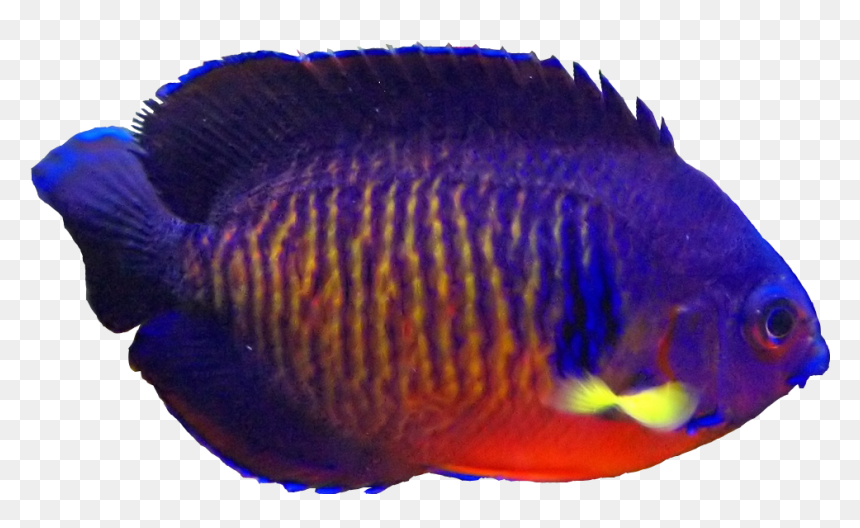 Clipart Flames Angelfish, Clipart Flames Angelfish - Coral Beauty Fish Png, Transparent Png - coral png