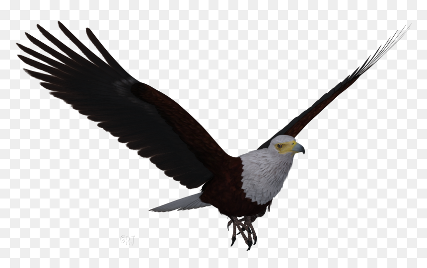 Eagle Transparent African Fish, HD Png Download - bald eagle png