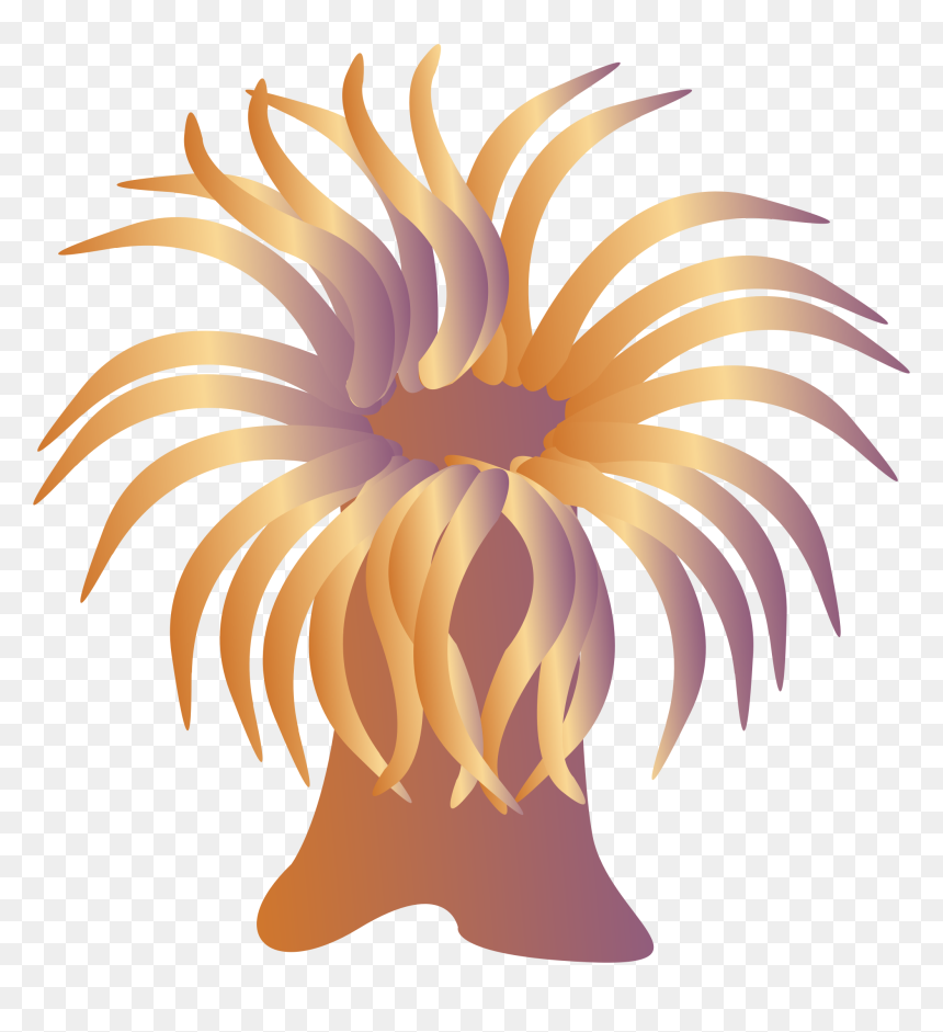 Clip Art Sea Anemone, HD Png Download - coral png