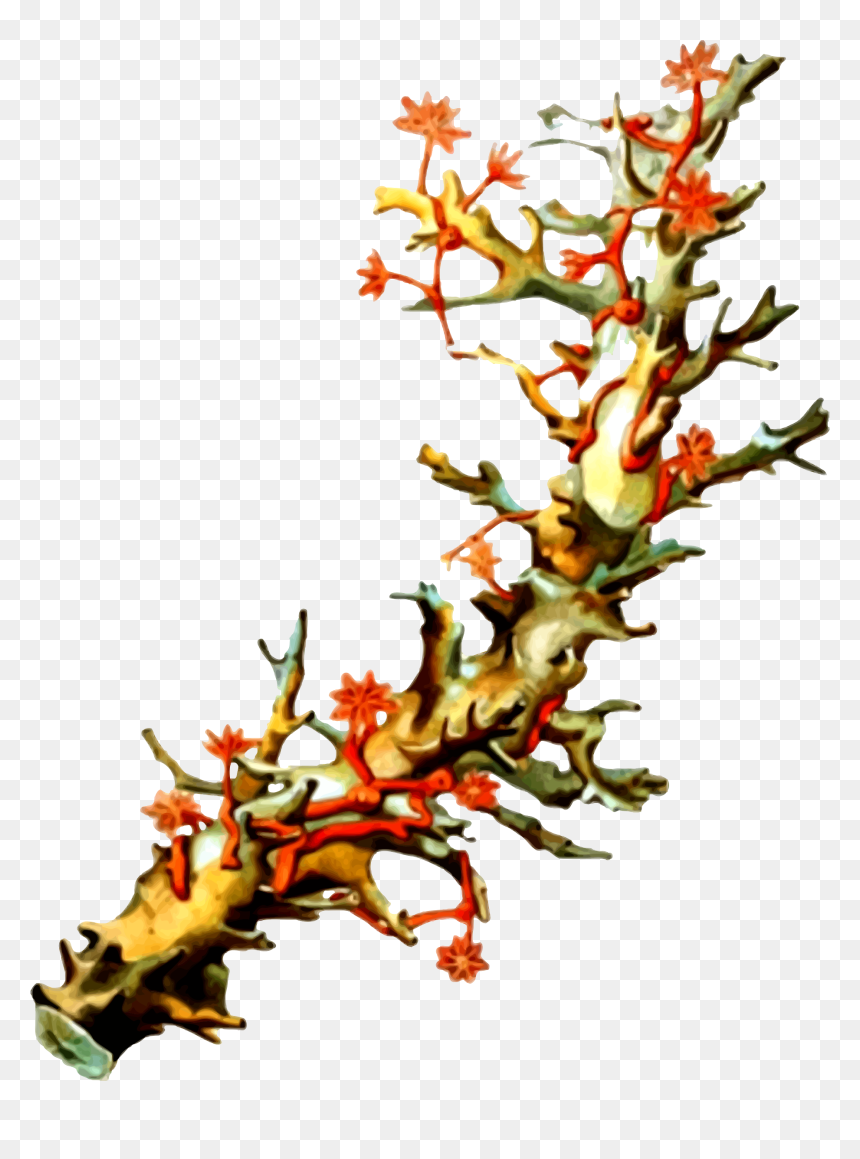 Coral 5 Clip Arts - Corales Vintage Png, Transparent Png - coral png
