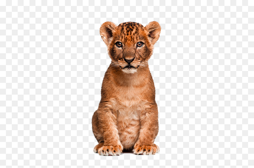 Cute Clipart Wild Animal - Lion Cub Png, Transparent Png - animals png