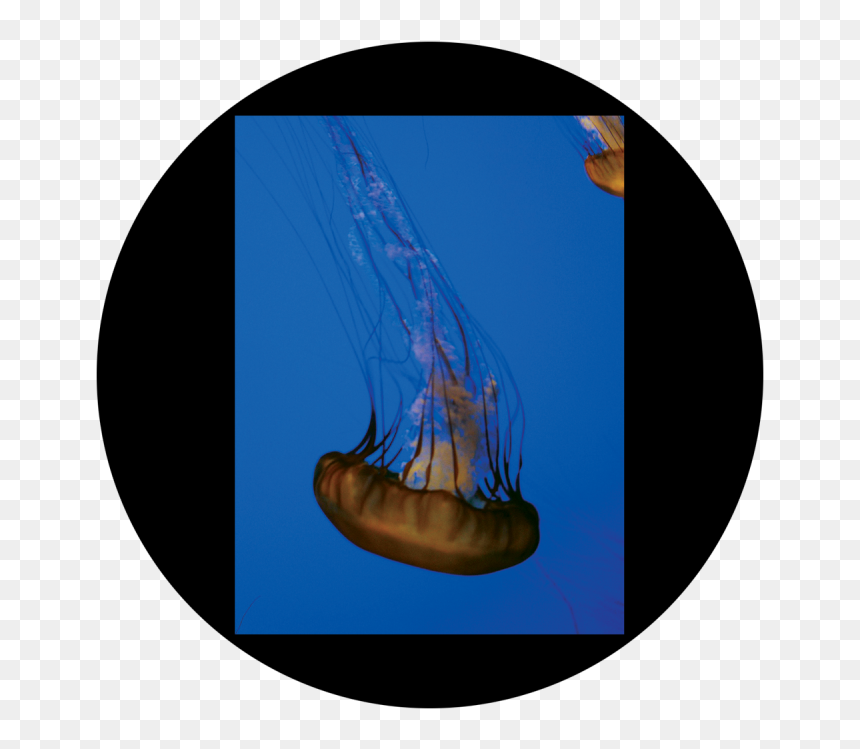 D - Antonakos - Single Jellyfish - Jellyfish , Png - Jellyfish, Transparent Png - jellyfish png