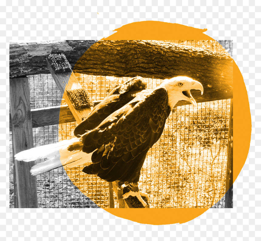 Bald Eagle Clipart , Png Download - Bald Eagle, Transparent Png - bald eagle png
