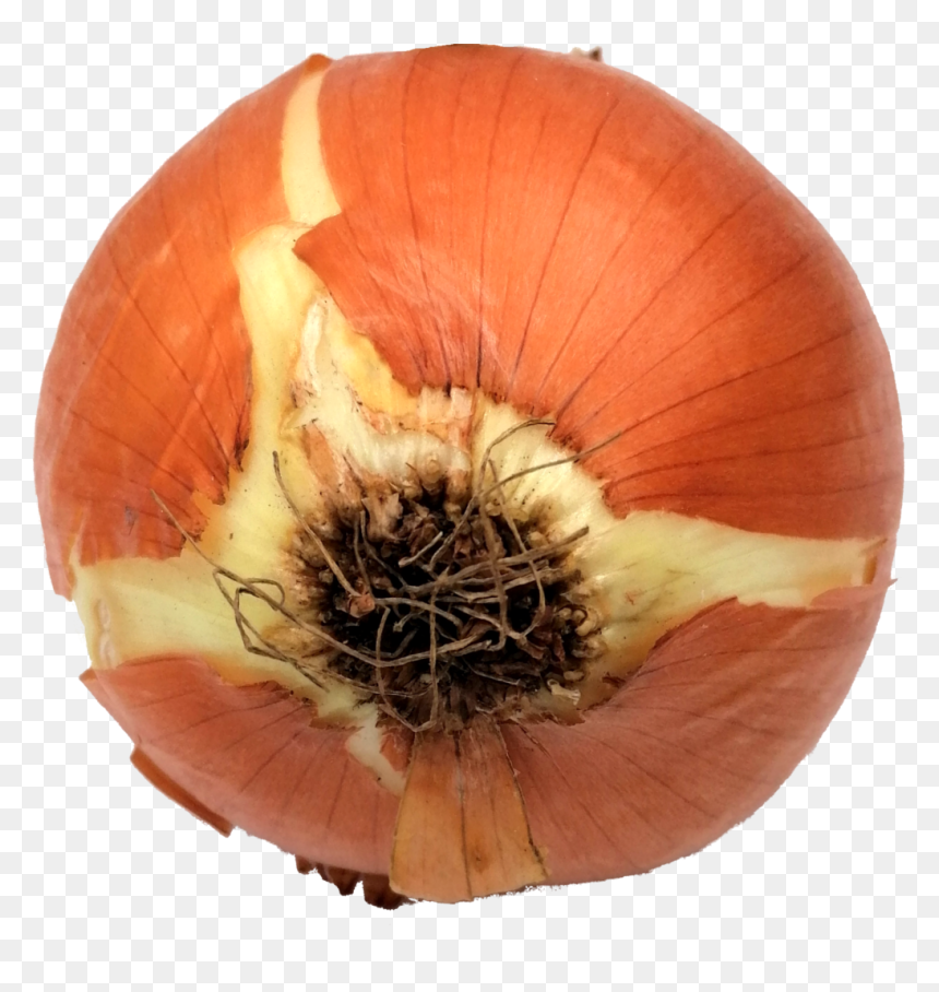 Onion-2 - Red Onion, HD Png Download - onion png