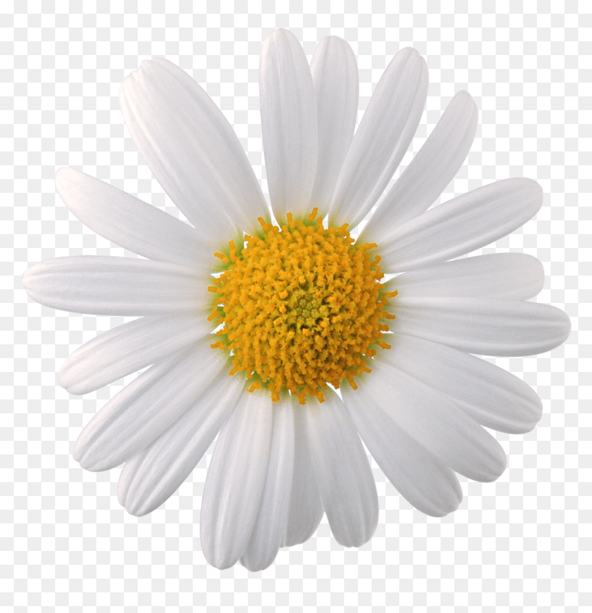 Chamomile Png, Transparent Png - white flower png