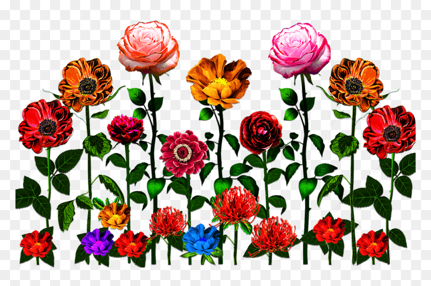 Flower Design - Garden Roses, HD Png Download - png flowers vectors
