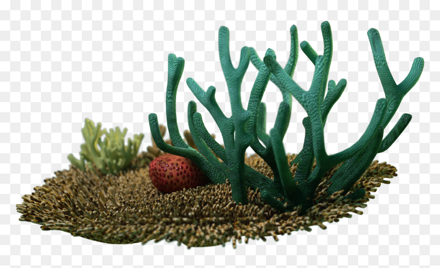 Estonian Museum Of Natural History, HD Png Download - animals png