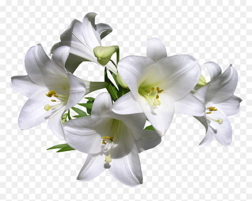 Valdobbiadene Superiore Di Cartizze Dry, HD Png Download - white flower png