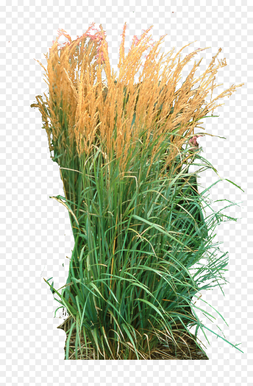 Ornamental Grass Png - Calamagrostis Png, Transparent Png - ornamental grass png