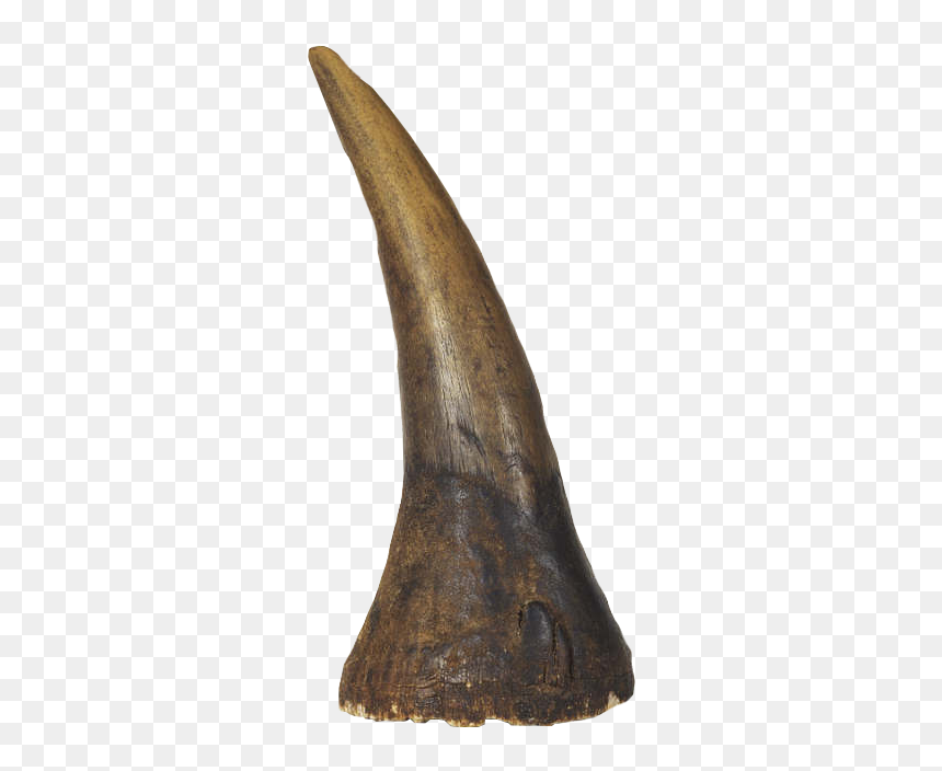 Image Albrecht D Rer - Rhinoceros Horn Png, Transparent Png - horns png