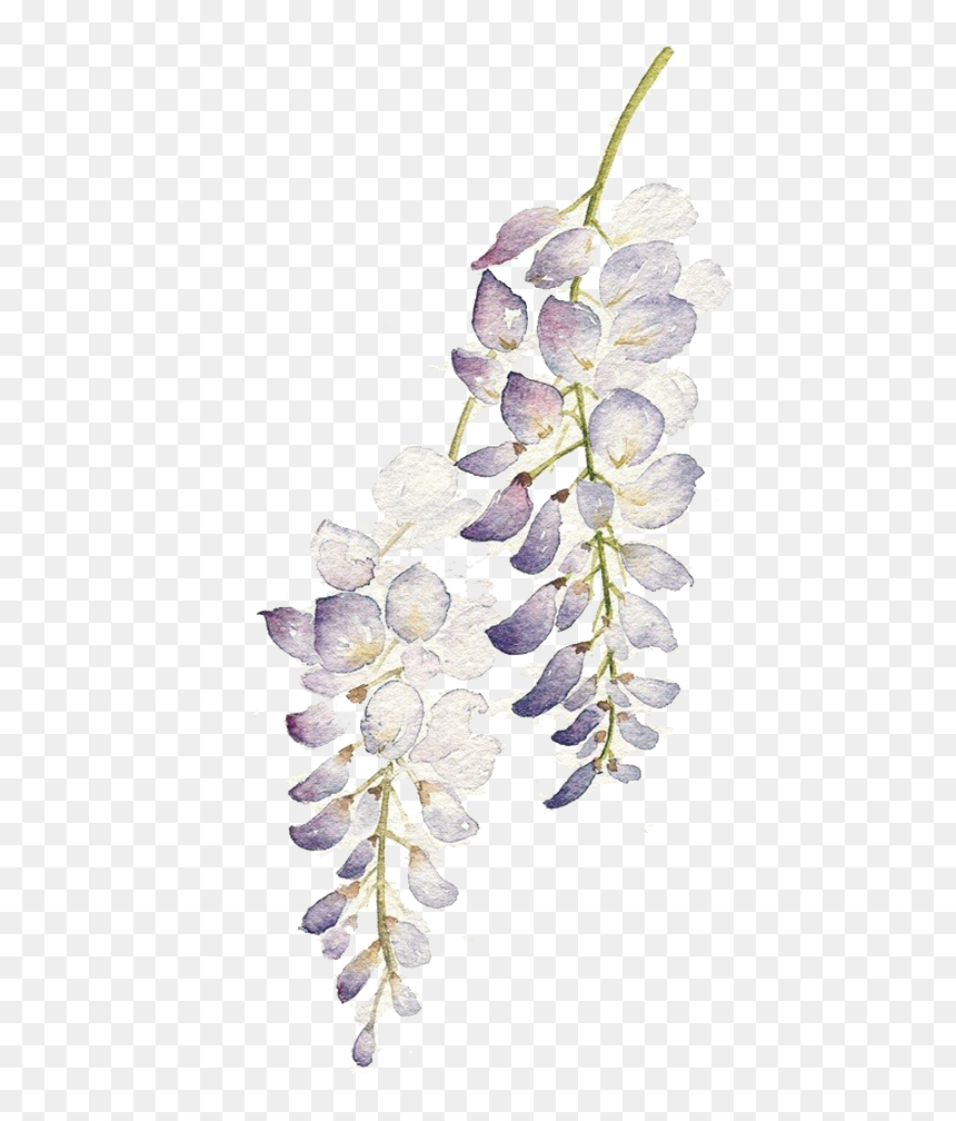 Graphic Flowers Watercolour Painting Purple Flower - Watercolor Flower Purple Png, Transparent Png - purple flowers png