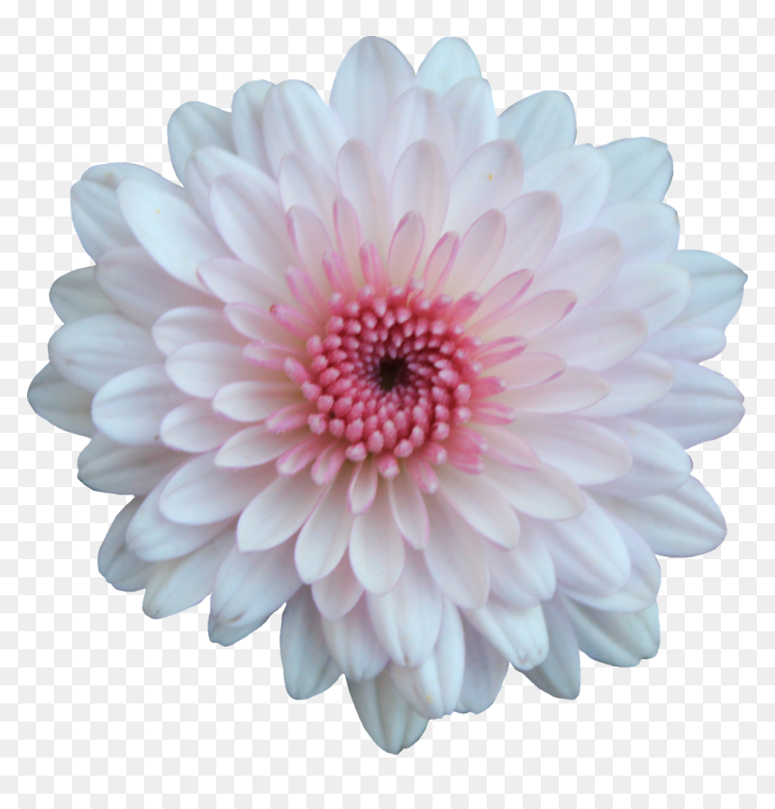 Pink And White Flower Png , Png Download - Chrysanthemum Png, Transparent Png - white flower png