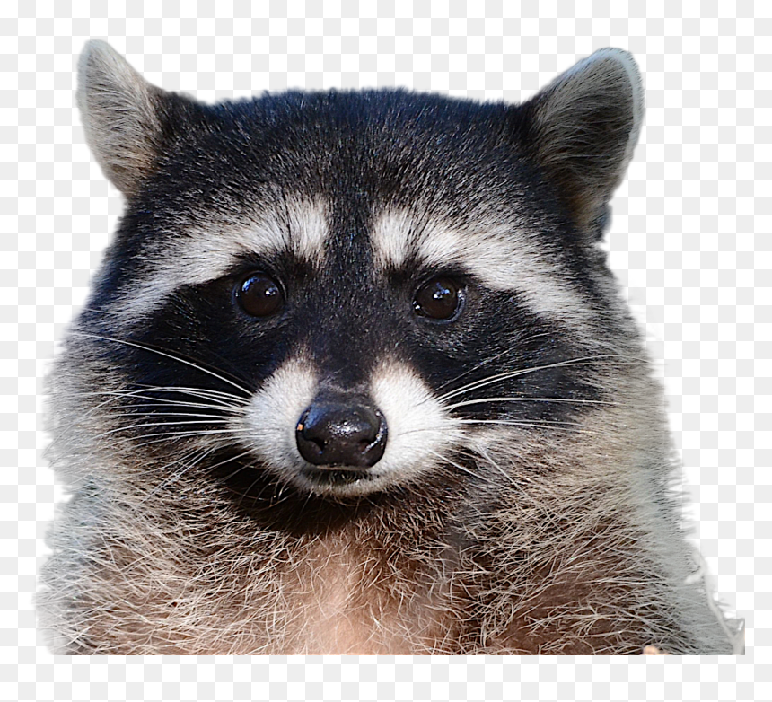 Raccoon Png, Transparent Png - raccoon png