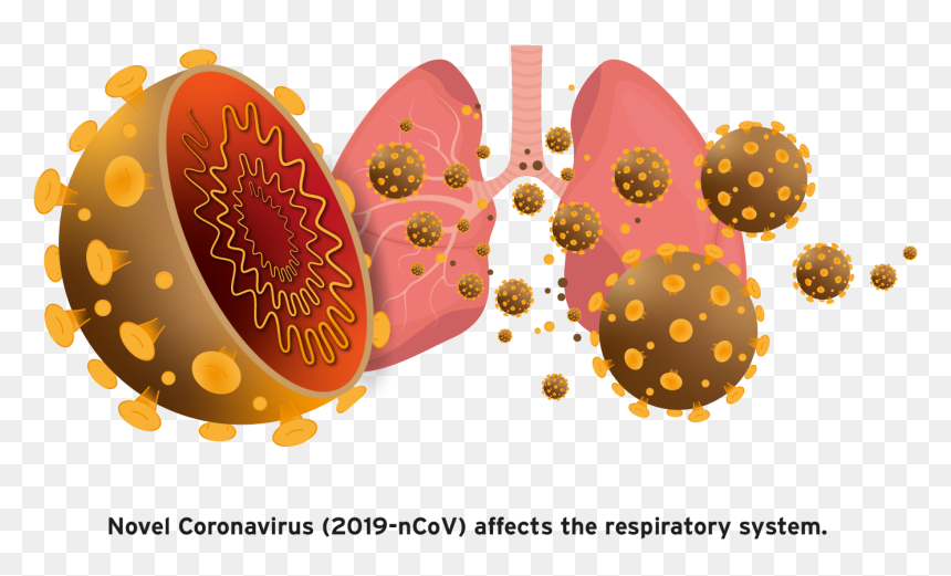 Coronavirus - Types Of Corona Viruses, HD Png Download - .png images