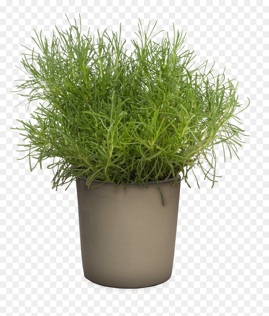 Wild Grass Png , Png Download - Santolina Png, Transparent Png - ornamental grass png