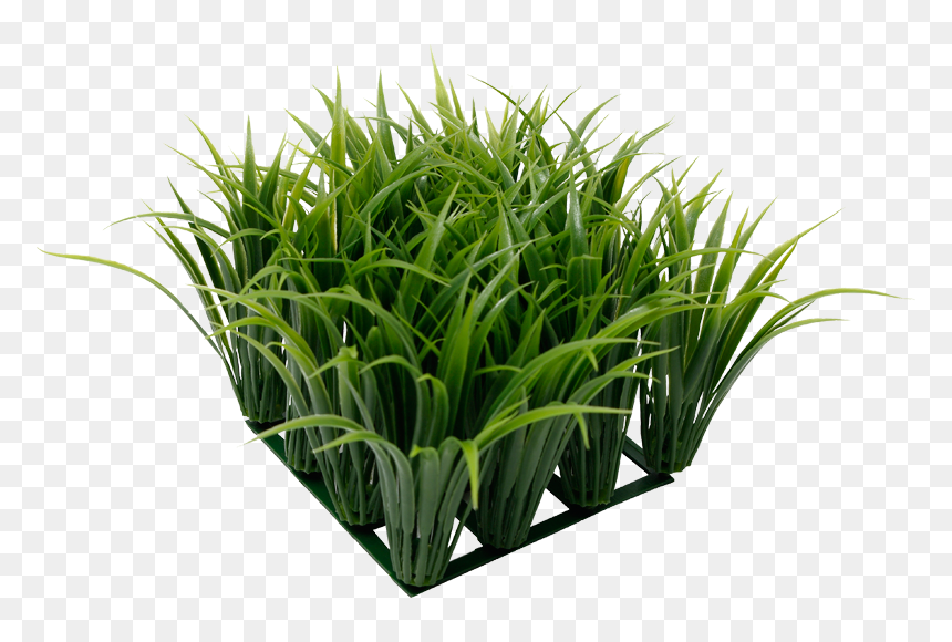 Ornamental Grass Png - Aquarium, Transparent Png - ornamental grass png