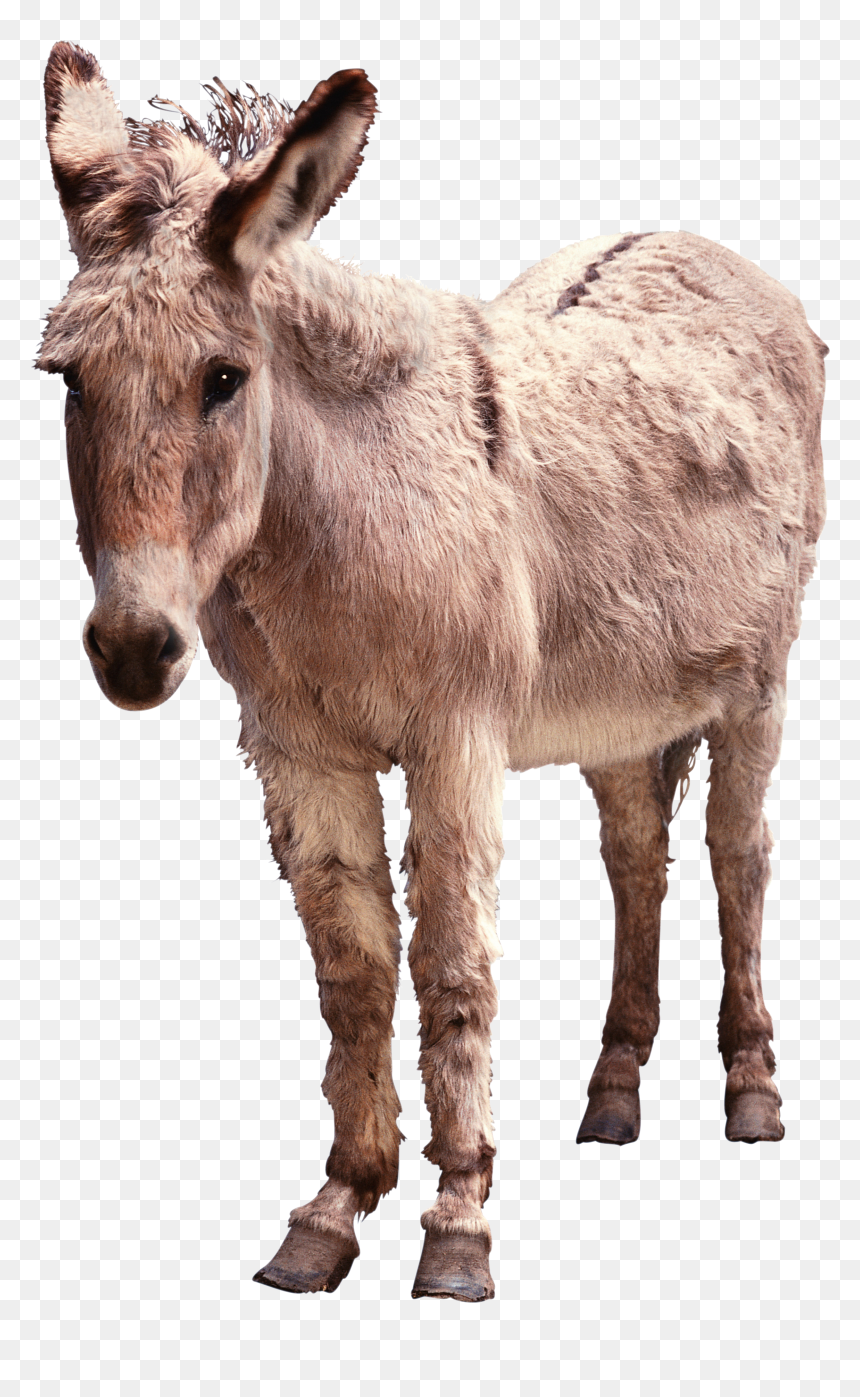 Donkey Png - Advertisements For Donkeys, Transparent Png - donkey png