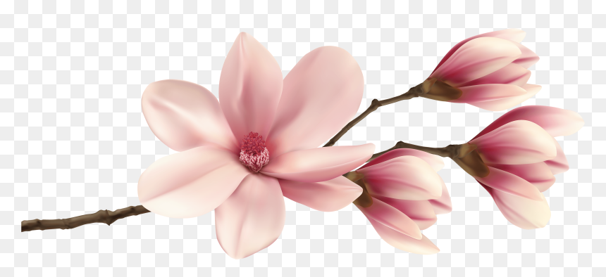Spring Magnolia Branch Png Clip Art Image - Magnolia Clipart Png, Transparent Png - spring flowers png