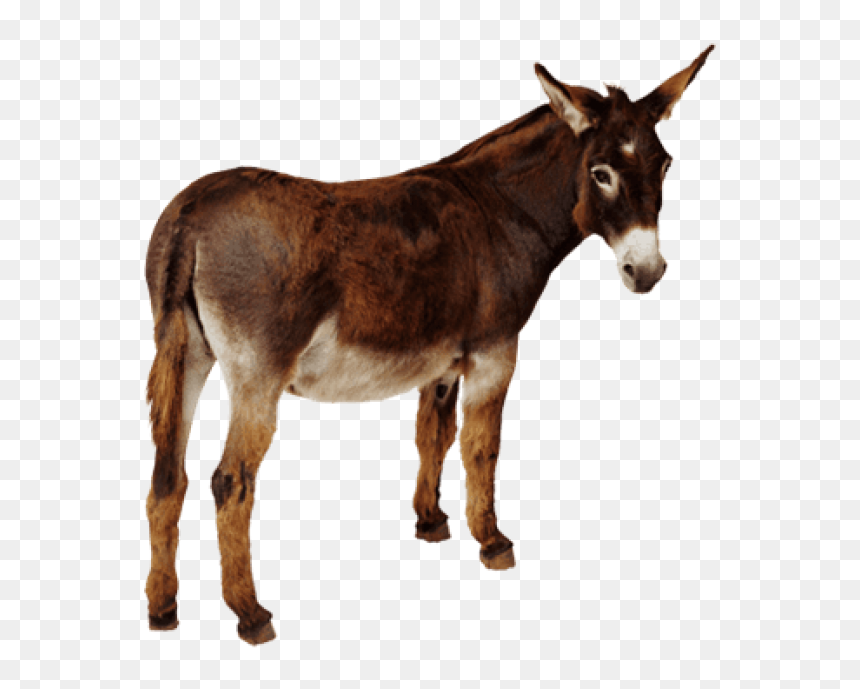 Bullying Attention Getter, HD Png Download - donkey png
