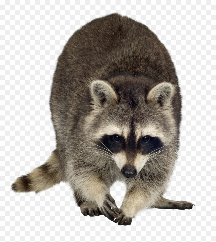 Raccoon Png Free Download - Raccoon Transparent Background, Png Download - raccoon png