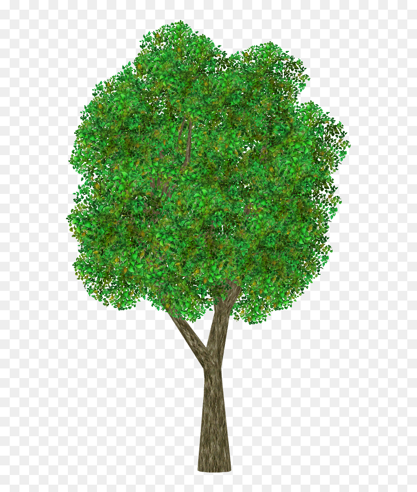 Transparent Ornamental Grass Png - Apple Tree Transparent Background, Png Download - ornamental grass png