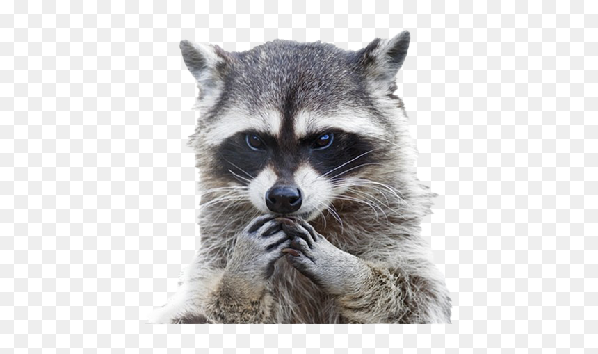 Transparent Background Raccoon Png, Png Download - raccoon png