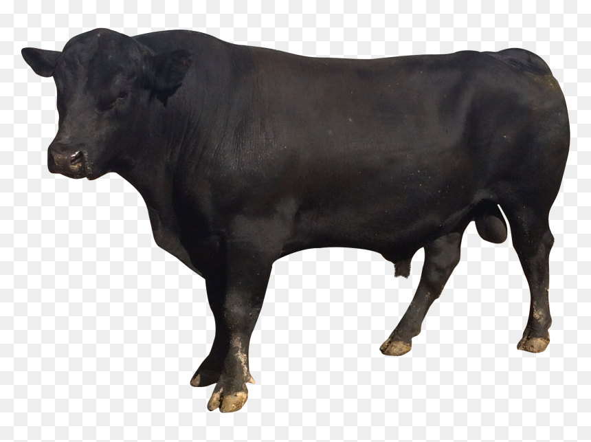 Bull - Bull Png, Transparent Png - bull png