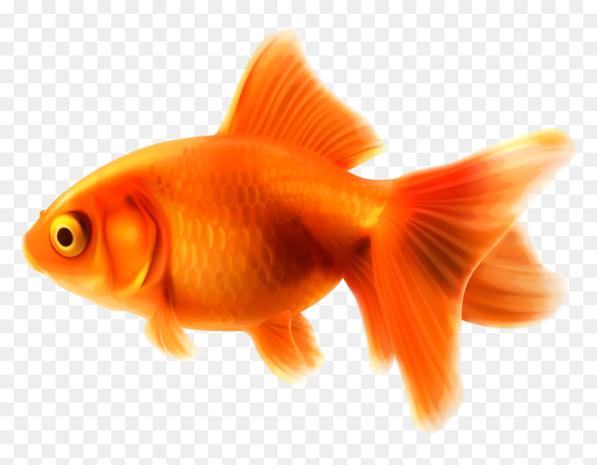 Goldfish Png Clipart - Goldfish Clipart, Transparent Png - goldfish png