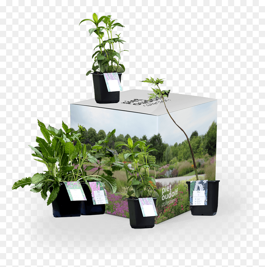 Piet Oudolf Balcony, HD Png Download - ornamental grass png