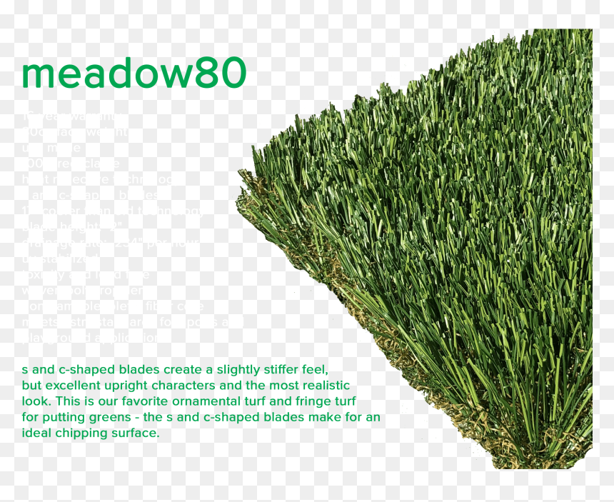 Herbaceous Plant, HD Png Download - ornamental grass png