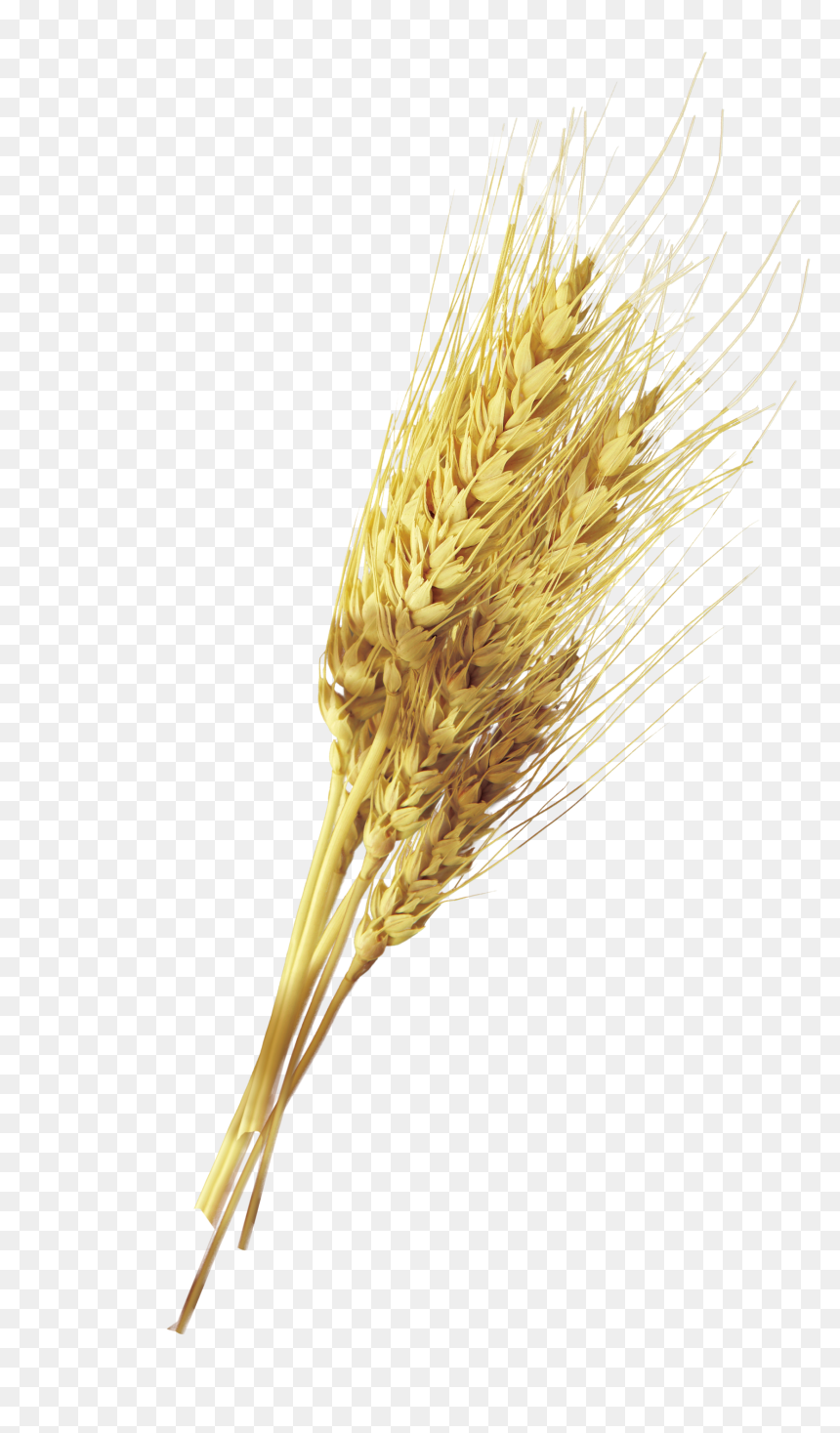 Yellow Rust Png - Wheat, Transparent Png - rust png