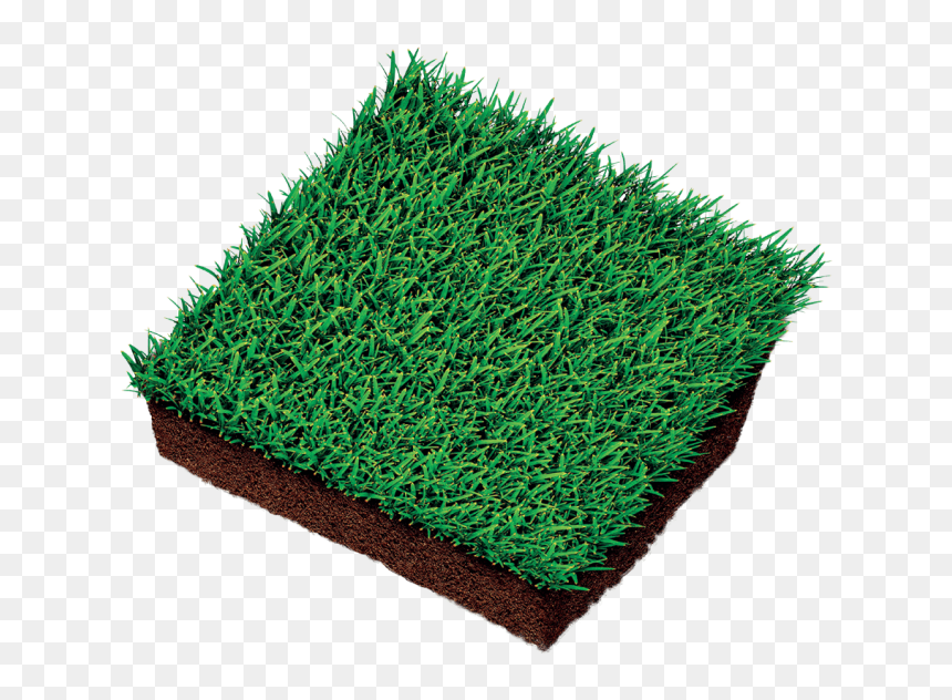 Lawn, HD Png Download - ornamental grass png