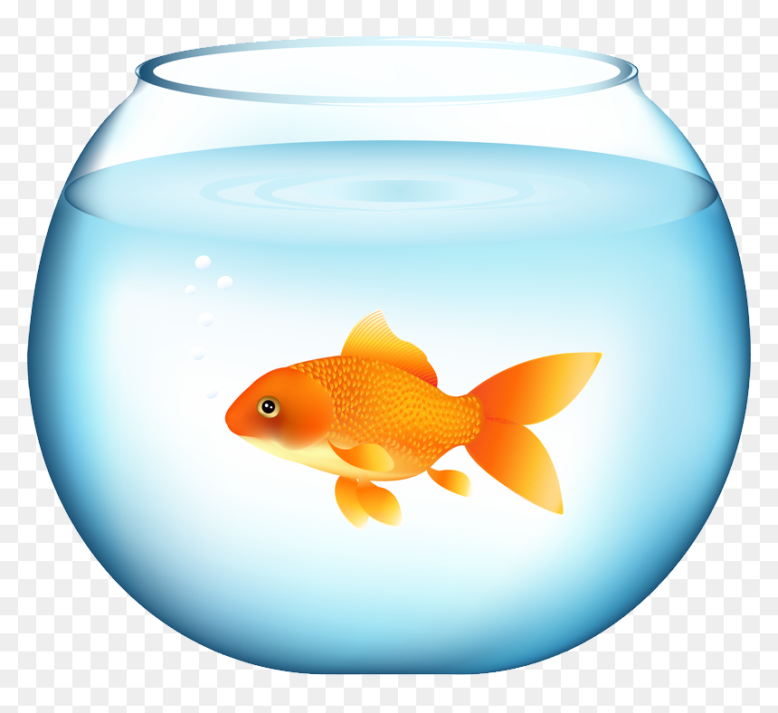 Goldfish Png, Download Png Image With Transparent Background,, Png Download - goldfish png