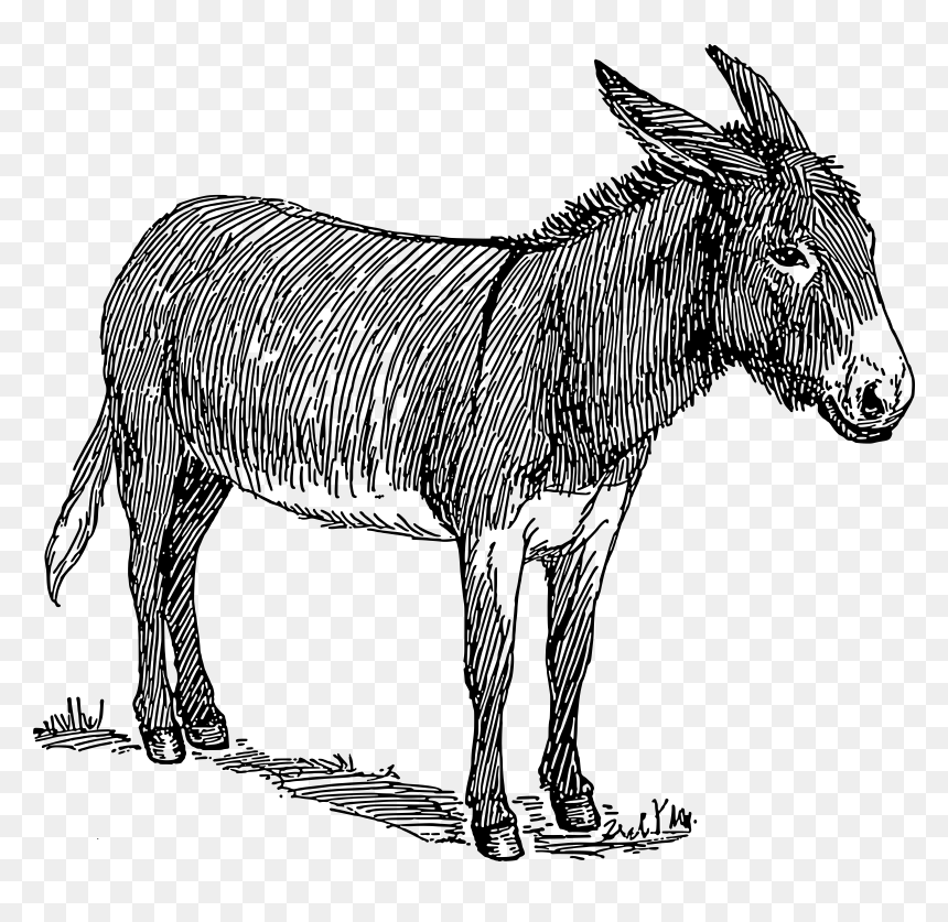 Donkey Clip Arts - Donkey Black And White, HD Png Download - donkey png