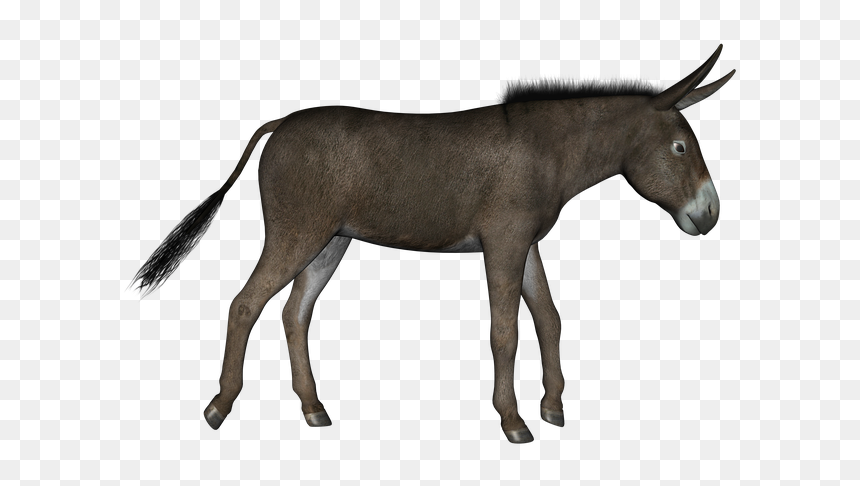 Donkey Png - Donkey Red Carpet, Transparent Png - donkey png