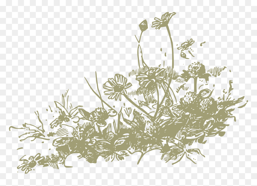 S, Display, Wildflowers, Png V - Wildflowers Clipart Free, Transparent Png - spring flowers png