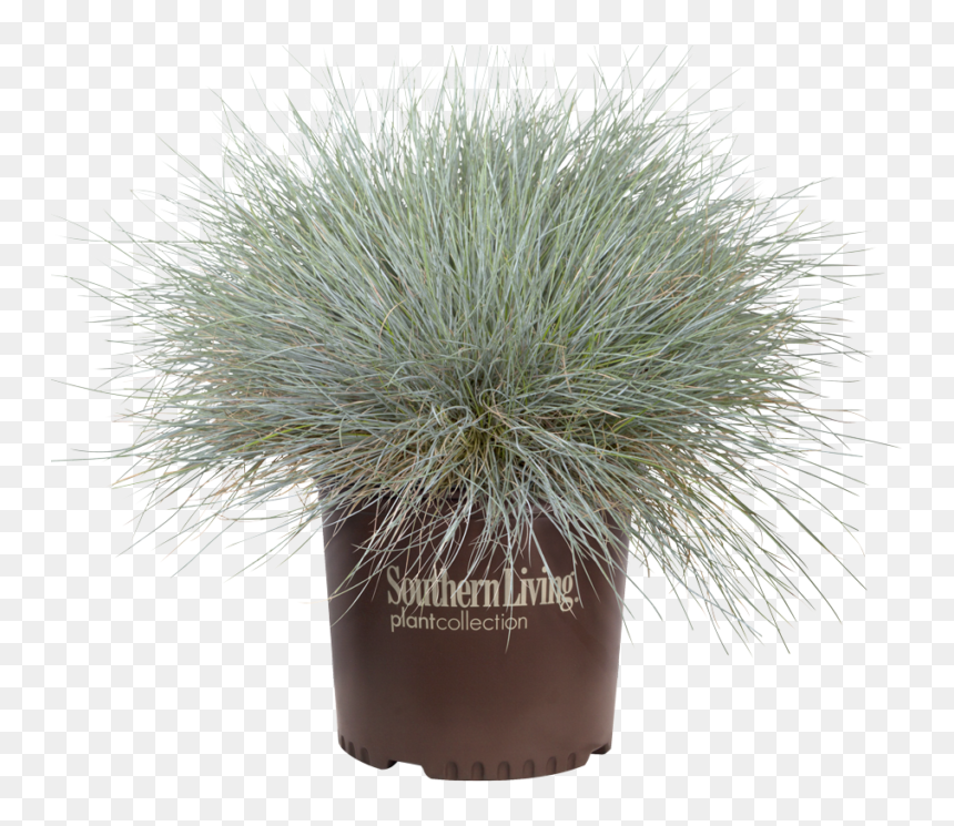 Festuca Glauca, HD Png Download - ornamental grass png