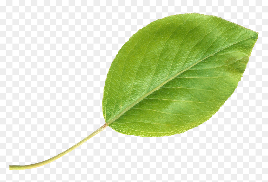 Pear Leaftransparent - Pear Leaf, HD Png Download - pear png