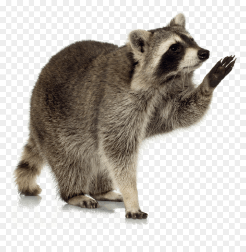 Free Png Download Raccoon Up Png Images Background - Raccoon Png Transparent, Png Download - raccoon png